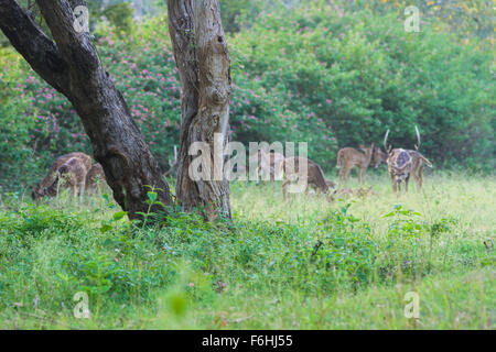 Spotted Deer Chital ou Banque D'Images