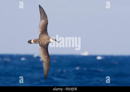 Great Shearwater, Ardenna gravis en vol au-dessus de la mer Banque D'Images