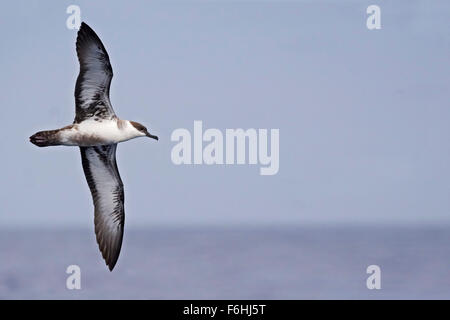 Great Shearwater, Ardenna gravis avec ailes propagation Banque D'Images