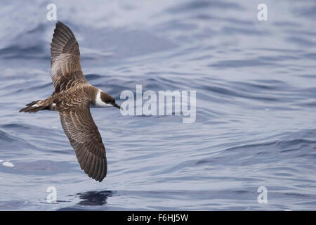 Le Grand Shearwater, Ardenna gravis en vol au-dessus de la mer Banque D'Images