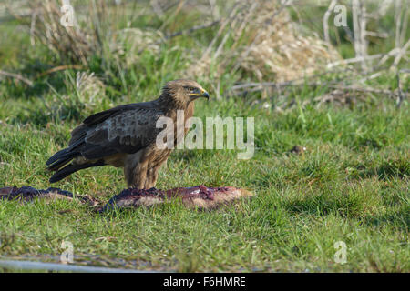 Maennlicher Schreiadler, Aquila pomarina, homme aigle pomarin Banque D'Images