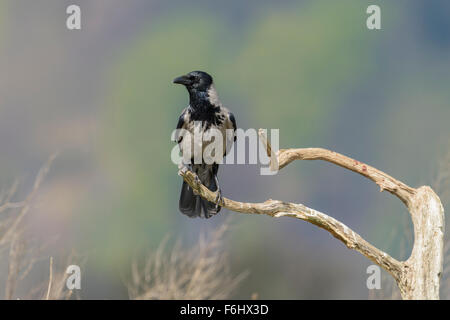 Nebelkraehe, Corvus corone cornix, Hooded crow Banque D'Images