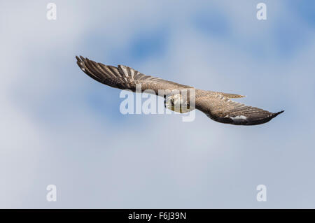 Sakerfalke, Falco cherrug, Faucon sacre Banque D'Images