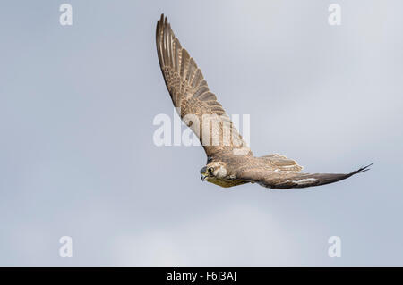 Sakerfalke, Falco cherrug, Faucon sacre Banque D'Images