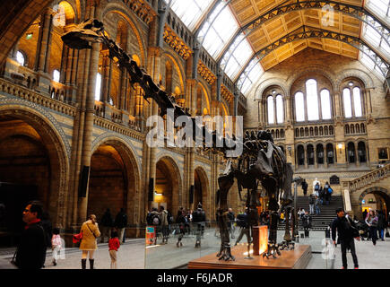 Un squelette de Diplodocus cast, affectueusement appelé Dippy, exposé dans l'Hintze Hall, le Musée d'Histoire Naturelle de Londres, UK - Banque D'Images