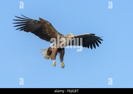 Seeadler, Haliaeetus albicilla, blanc queue blanche Banque D'Images