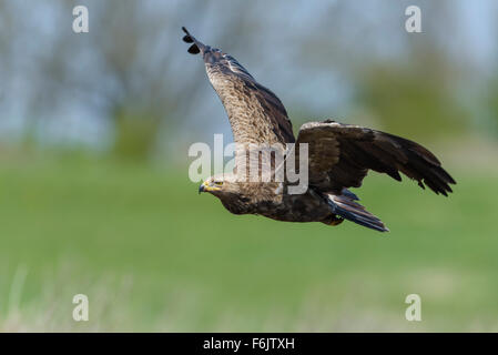 Schreiadler Weiblicher, Aquila pomarina, femme aigle pomarin Banque D'Images