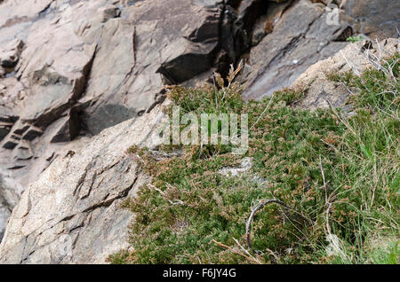 Bar Harbor indigènes genévrier (Juniperus horizontalis) sur les falaises dans la région de Otter Cove, l'Acadia National Park, Maine. Banque D'Images