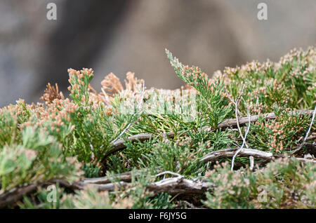 Détail de Bar Harbor Juniper qui poussent à l'état sauvage sur les falaises de l'anse de la loutre, l'Acadia National Park, Maine. Banque D'Images