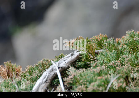 Libre de Bar Harbor Juniper qui poussent à l'état sauvage sur les falaises de l'anse de la loutre, l'Acadia National Park, Maine. Banque D'Images