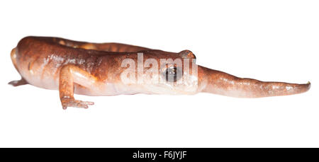 Une salamandre Oregon Ensatina eschscholtzii oregonensis (Ensatina). Photographié sur un fond blanc. Banque D'Images