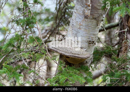 L'artiste Conk (Ganoderma applanatum) poussant sur un bouleau (Betula papyrifera) près de Blackwoods, Acadia National Park, Maine. Banque D'Images