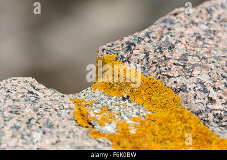 Xanthoria parietina lichen sur une pierre de granit sur l'adaptation de la loutre Cove Causeway, l'Acadia National Park, Maine. Banque D'Images