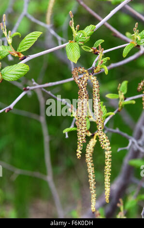 Les chatons mâles, les cônes femelles en herbe, et déployant les feuilles sur un aulne rugueux (Alnus incana), l'Acadia National Park, Maine. Banque D'Images