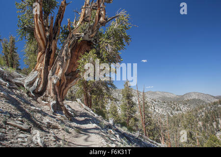 Grand bristlecone pine tree à côté piste. Ancient Bristlecone Pine Forest, Californie, USA. Banque D'Images