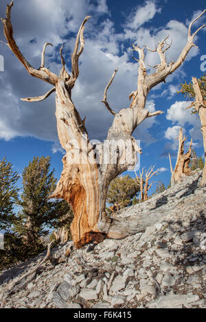 Ancient Bristlecone Pine Tree. Grove, ancien Patriarche Bristlecone Pine Forest, Californie, USA. Banque D'Images