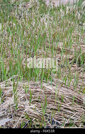 Les nouvelles pousses de Salt-Water Spartina anglica (Spartina alterniflora) surgit à l'année précédente, les feuilles mortes, la loutre Cove, Maine Banque D'Images