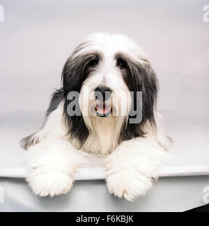 DATE DE SORTIE : Mars 10, 2006. Titre du film : The Shaggy Dog. STUDIO : Walt Disney Pictures. Résumé : Un homme tente de vivre une vie normale malgré le fait qu'il se transforme en un chien de berger. Sur la photo : . Banque D'Images