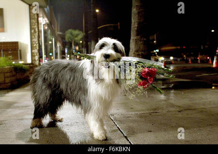 DATE DE SORTIE : Mars 10, 2006. Titre du film : The Shaggy Dog. STUDIO : Walt Disney Pictures. Résumé : Un homme tente de vivre une vie normale malgré le fait qu'il se transforme en un chien de berger. Sur la photo : . Banque D'Images