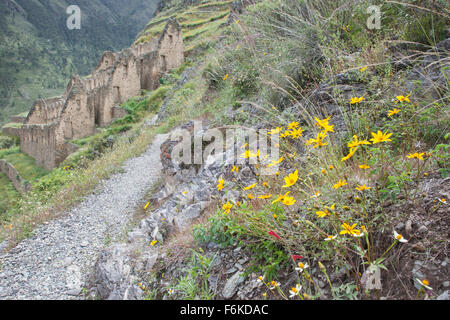 Chemin menant à d'anciens ruines Incas près de Ollantaytambo, Pérou. Banque D'Images