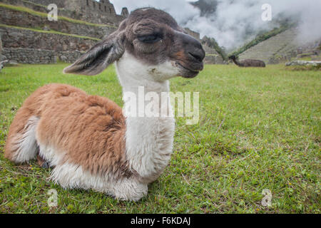 Un jeune lama (CRIA) repose en face des anciennes ruines Incas de Machu Picchu, au Pérou. Banque D'Images