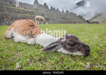 Un jeune lama (CRIA) sommeille en face d'anciennes ruines Incas de Machu Picchu, au Pérou. Banque D'Images