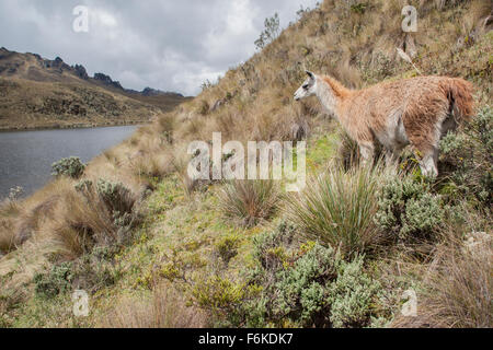 Un lama dans le Parc National de Cajas, de l'Équateur. Banque D'Images