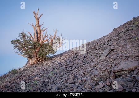 Ancient Bristlecone Pine Tree. Ancient Bristlecone Pine Forest, Californie, USA. Banque D'Images