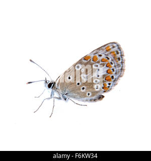 Papillon de couleur isolé sur fond blanc Banque D'Images