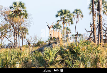 La faune africaine : grand koudou (Tragelaphus strepsiceros) debout sur le roc, Nxabega Okavango Delta, concession, Kalahari, le nord du Botswana, Afrique australe Banque D'Images