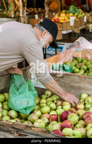 L'homme l'achat des pommes Gravenstein à partir d'une corbeille au pays des filles du tapis ferme près de Hood River, Oregon, USA. Banque D'Images