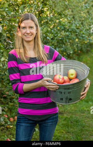 Femme tenant un seau de pommes Honeycrisp fraîchement cueillies au pays des filles du tapis ferme près de Hood River, Oregon, USA. Banque D'Images