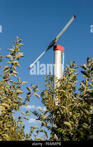 La machine du vent dans un verger à Draper filles pays ferme près de Hood River, Oregon, USA. Banque D'Images