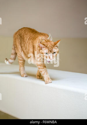 Marcher à travers un chat de poutres dans une maison à Issaquah, Washington, USA Banque D'Images