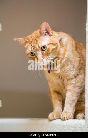 Cat sitting on a feux dans une maison à Issaquah, Washington, USA Banque D'Images