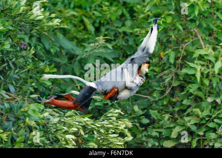 Mère et bébé Red-shanked douc sautant à travers la canopée à la réserve naturelle de son tra au Vietnam Banque D'Images