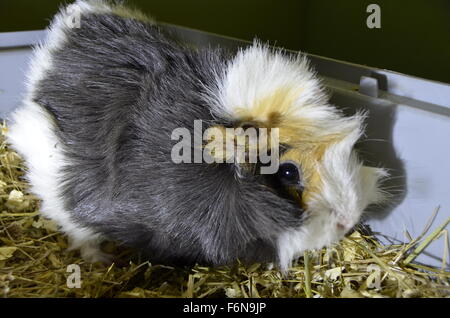 Cobaye dans une cage Banque D'Images