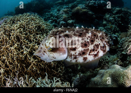 Un broadclub Seiches (Sepia latimanus) pond ses oeufs dans une colonie de corail dans le Parc National de Komodo, en Indonésie. Banque D'Images