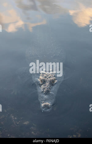 Un grand crocodile (Crocodylus acutus) surfaces dans un lagon de l'atoll de Turneffe, Belize. Ce reptil potentiellement dangereux Banque D'Images