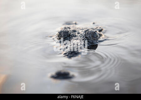 Un grand crocodile (Crocodylus acutus) surfaces dans un lagon de l'atoll de Turneffe, Belize. Ce reptil potentiellement dangereux Banque D'Images