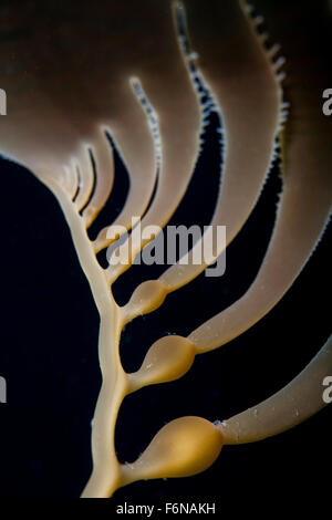 Varech géant (Macrocystis pyrifera) se développe sur la côte californienne. Les forêts de varech, qui croissent dans les régions tempérées du monde entier, prov. Banque D'Images