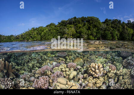 Une diversité de coraux colorés et pousse dans les eaux peu profondes, dans les Îles Salomon. Cette région mélanésienne est connue pour son métier à bro Banque D'Images