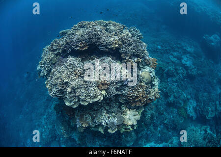 Un grand coral bommie pousse sur un récif dans les Îles Salomon. Cette partie de la Mélanésie est connue pour sa grande biodiversité marine un Banque D'Images