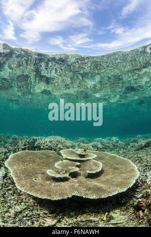 Une grande table coral (Acropora sp.) pousse sur un récif à Raja Ampat, en Indonésie. Cette télécommande, la région est connue sous le nom de l'Entendre Banque D'Images