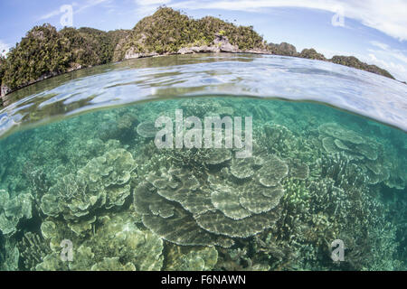 Un beau récif de corail se développe à proximité d'un ensemble d'îles calcaires dans la région de Raja Ampat, en Indonésie. Cette télécommande, la région est connue une Banque D'Images