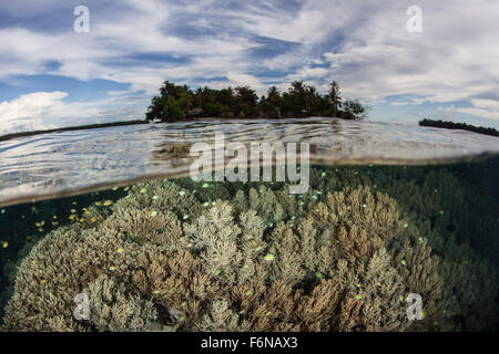 Les coraux mous se développer sur un récif sain dans les Îles Salomon. Cette partie de la Mélanésie est connue pour sa grande biodiversité marine un Banque D'Images