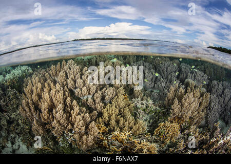 Les coraux mous se développer sur un récif sain dans les Îles Salomon. Cette partie de la Mélanésie est connue pour sa grande biodiversité marine un Banque D'Images
