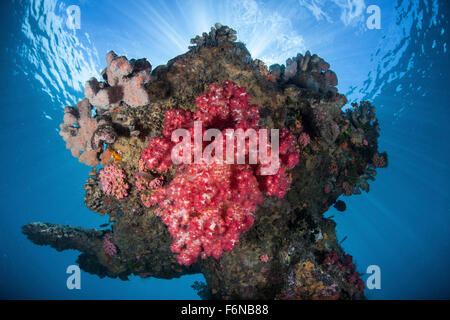 Une belle colonie de corail pousse dans un naufrage au large de l'île de Guadalcanal dans les Îles Salomon. Banque D'Images