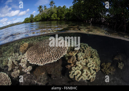 La santé des récifs de corail pousse dans les Îles Salomon, Mélanésie. Cette région, dans l'est du Triangle de Corail, les ports sp Banque D'Images