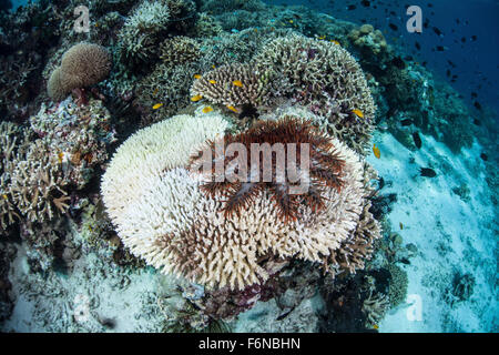 Une couronne d'étoile de mer Acanthaster planci se nourrit d'une table sur un récif de corail dans les Îles Salomon. Cette région, dans l'eas Banque D'Images